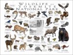 Wildlife of Yosemite National Park poster print