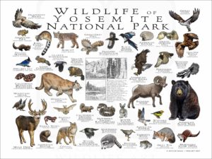 Wildlife of Yosemite National Park poster print