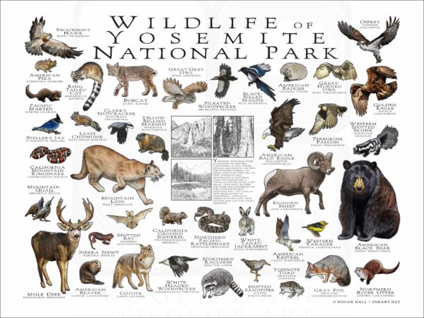 Wildlife of Yosemite National Park poster print