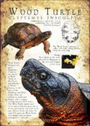 Wood Turtle poster print