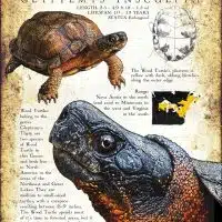 Wood Turtle poster print