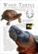 Wood Turtle poster print