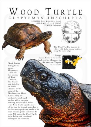Wood Turtle poster print