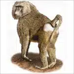Yellow Baboon illustration