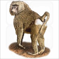 Yellow Baboon illustration