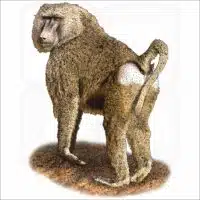 Yellow Baboon illustration