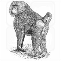 Yellow Baboon black and white drawing