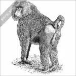 Yellow Baboon black and white stock image