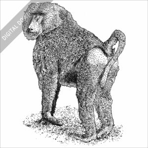 Yellow Baboon black and white stock image