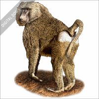 Yellow Baboon stock art illustration