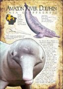Amazon River Dolphin infographic