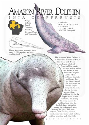 Amazon River Dolphin poster print