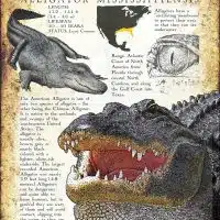 American Alligator poster print