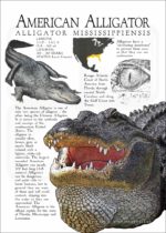 American Alligator poster print