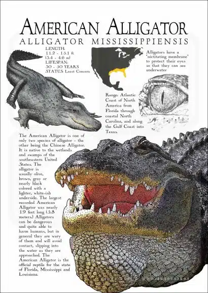 American Alligator poster print