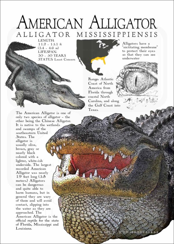 American Alligator poster print