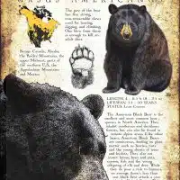 American Black Bear poster print