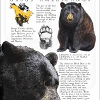 American Black Bear poster print