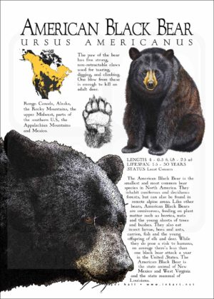 American Black Bear poster print