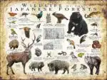 Wildlife of the Japanese Forests poster print
