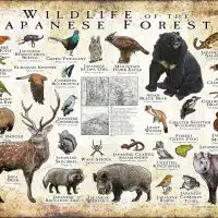 Wildlife of the Japanese Forests poster print