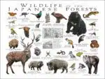 Wildlife of the Japanese Forests poster