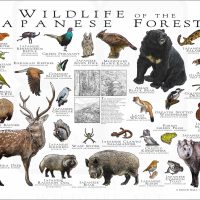 Wildlife of the Japanese Forests poster