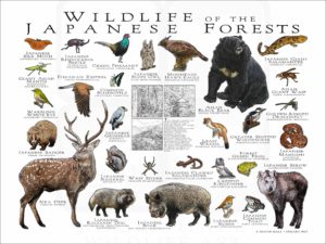 Wildlife of the Japanese Forests poster