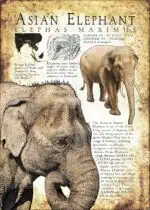 Asian Elephant poster print