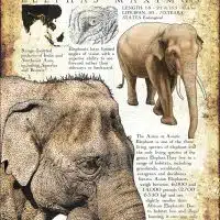 Asian Elephant poster print