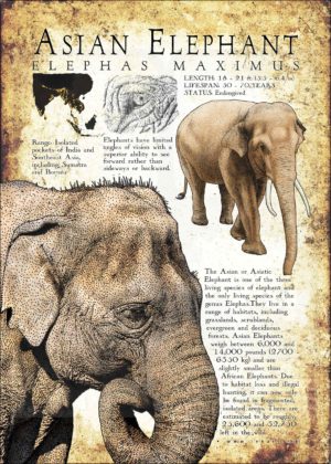 Asian Elephant poster print