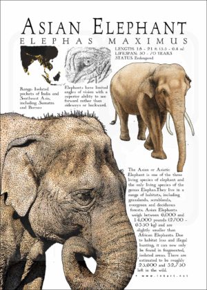 Asian Elephant poster print