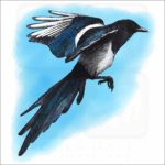 Black-Billed Magpie illustration