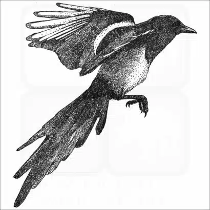 Black-Billed Magpie black and white drawing