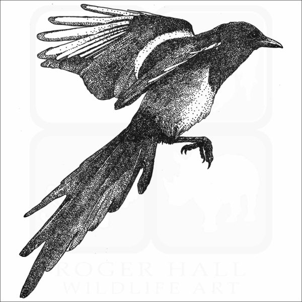 Black-Billed Magpie black and white drawing