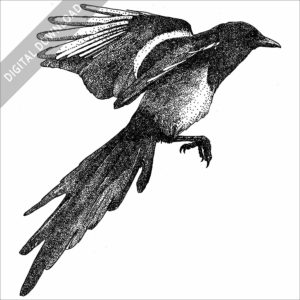 Black-Billed Magpie black and white stock image