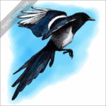 Black-Billed Magpie stock image