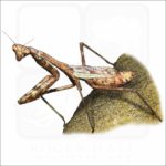 Carolina Mantis illustration