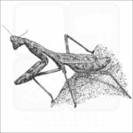 Carolina Mantis black and white drawing