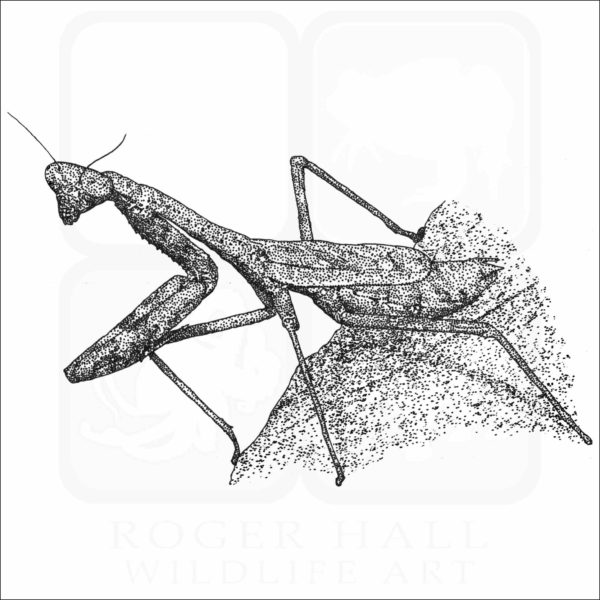 Carolina Mantis black and white drawing