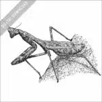 Carolina Mantis black and white stock image
