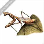 Carolina Mantis stock image