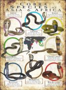 Cobra Species poster print