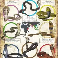 Cobra Species poster print