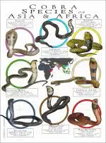 Cobra Species poster print
