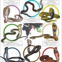 Cobra Species poster print