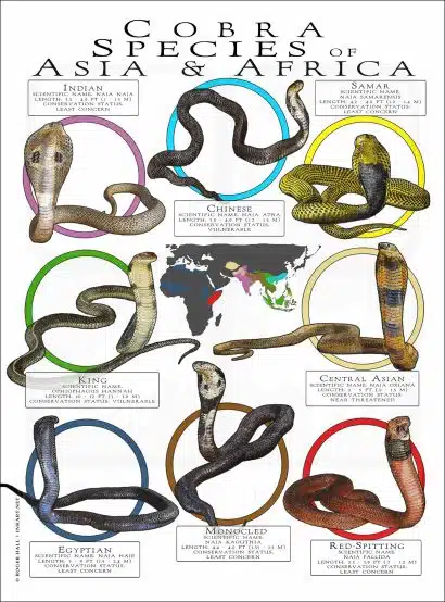 Cobra Species poster print