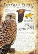 Eurasian or Common Kestrel poster print
