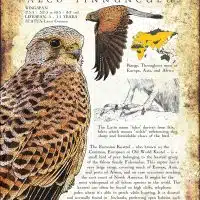 Eurasian or Common Kestrel poster print
