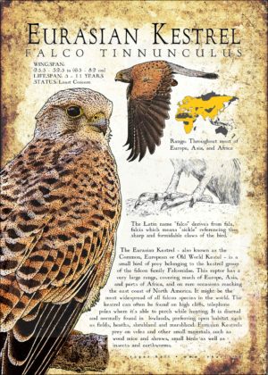Eurasian or Common Kestrel poster print